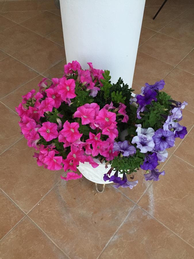אולסינץ' Firenze Apartments מראה חיצוני תמונה